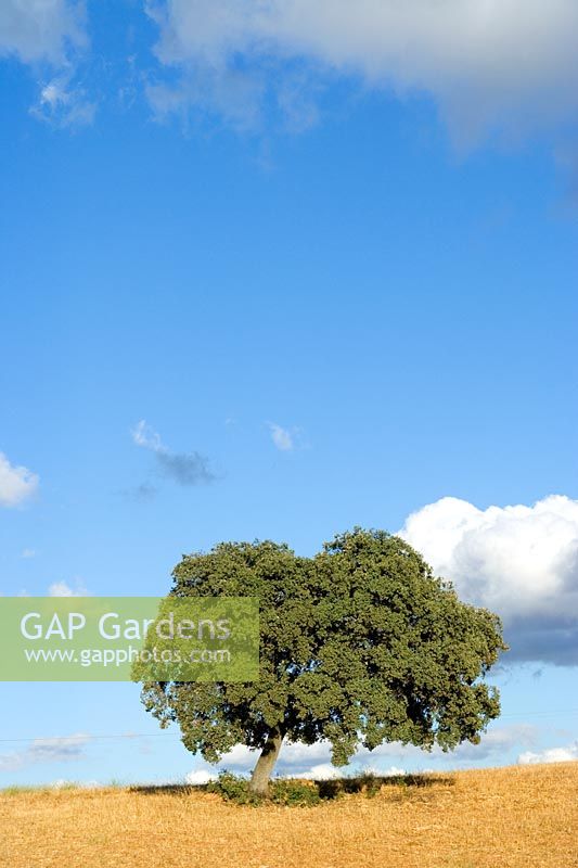 Cork oak ( Quercus suber ) against blue sky, Andalucia, Spain