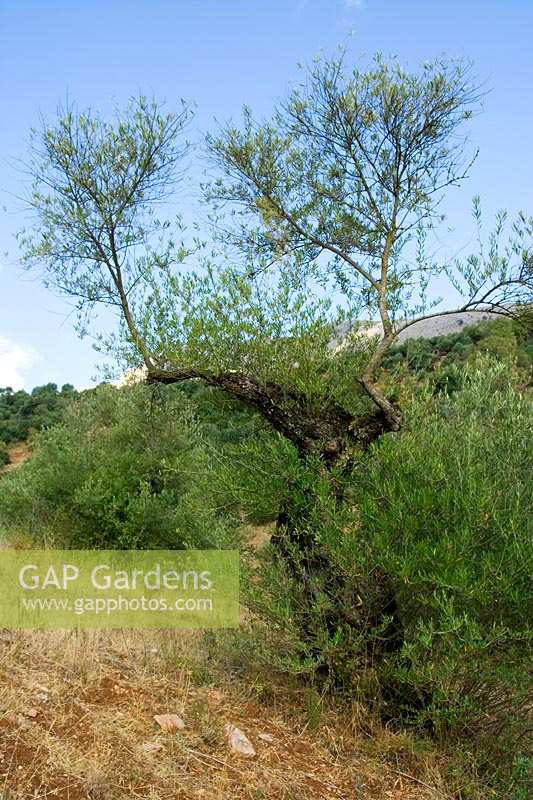 Old Olive tree in Andalucia, Spain ( Olea europaea )