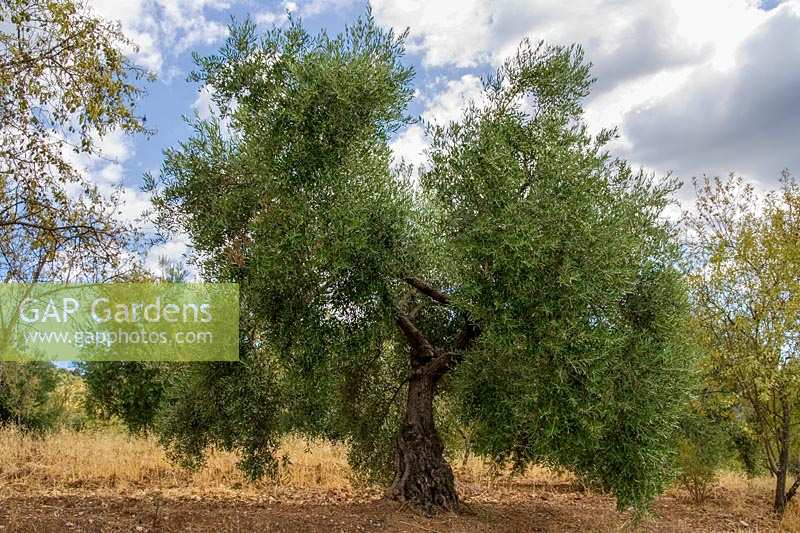 Olive tree, Spain ( Olea europaea )