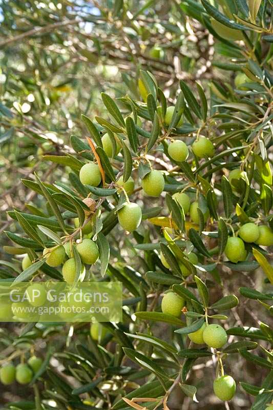 Olive tree, Spain ( Olea europaea )