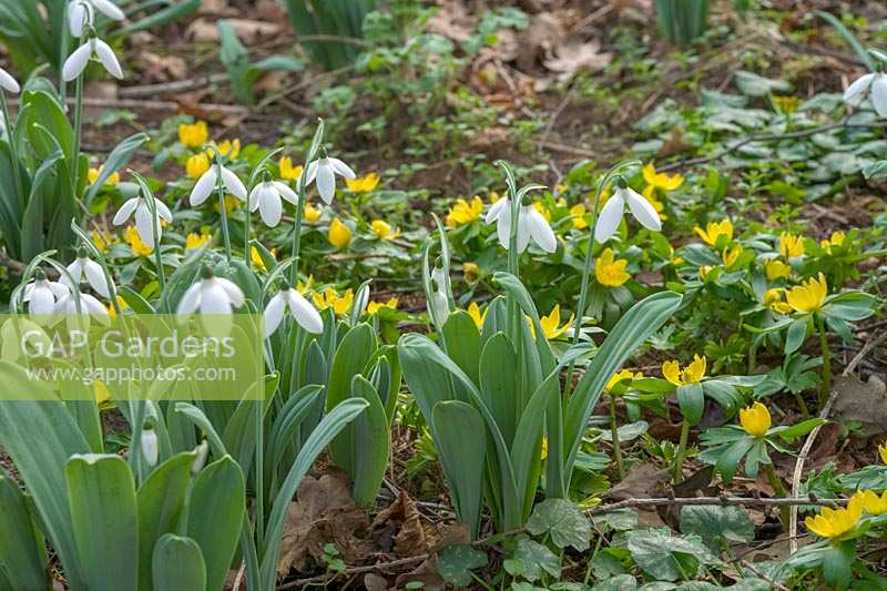 snowdrops and Eranthis hyemalis ( Winter Aconite ) in small clumps
