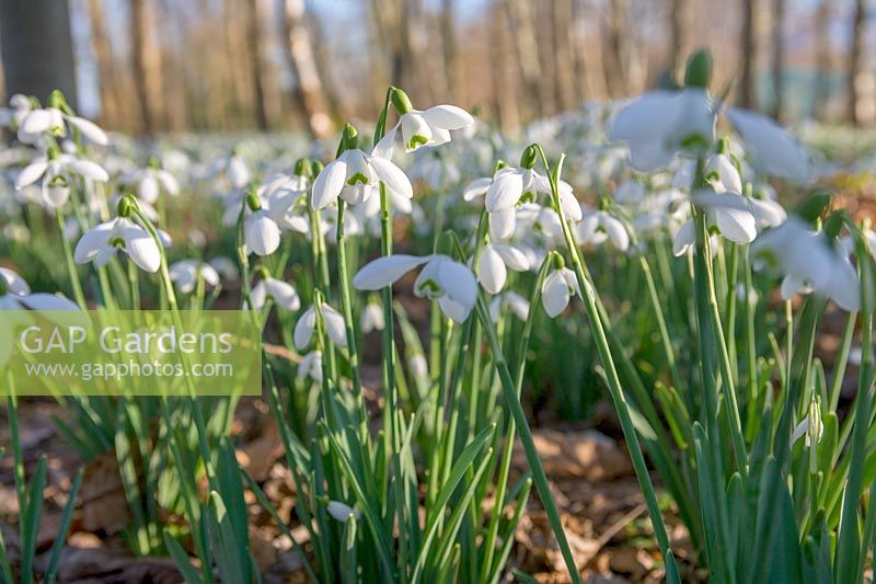 Galanthus ( snowdrops ) in spring woodland