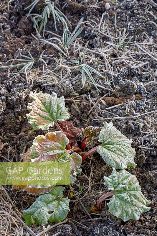 Ashton Vale Allotments, Bristol, UK. Frosty morning, Rhubarb leaves emerging