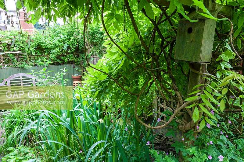 Helen Banbury's garden, Bristol, UK. small town garden, birdbox beneath leafy arbour,( PR available )