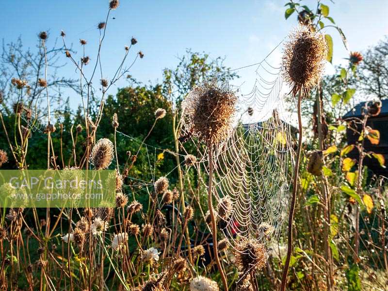 Grass seedheads and cobwebs on allotments in autumn