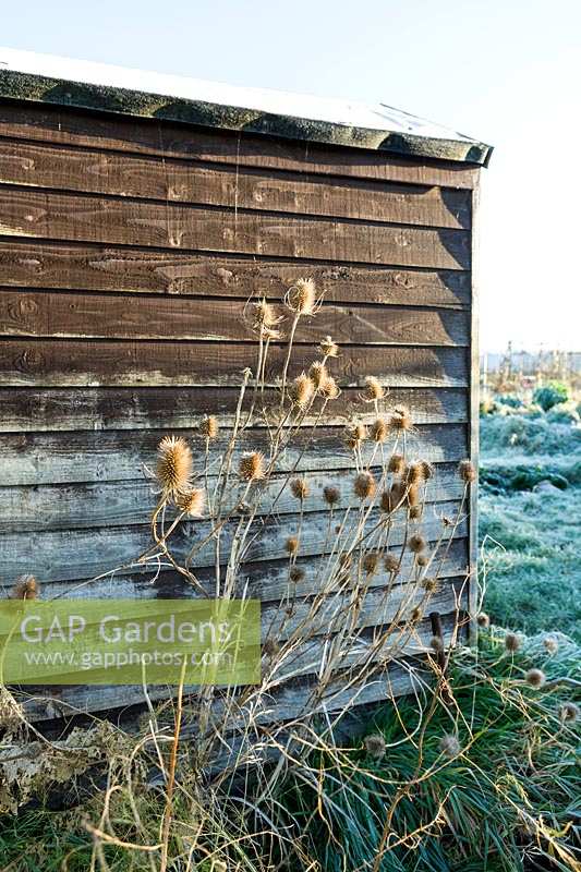Wintery allotment shed with Teasel seedheads