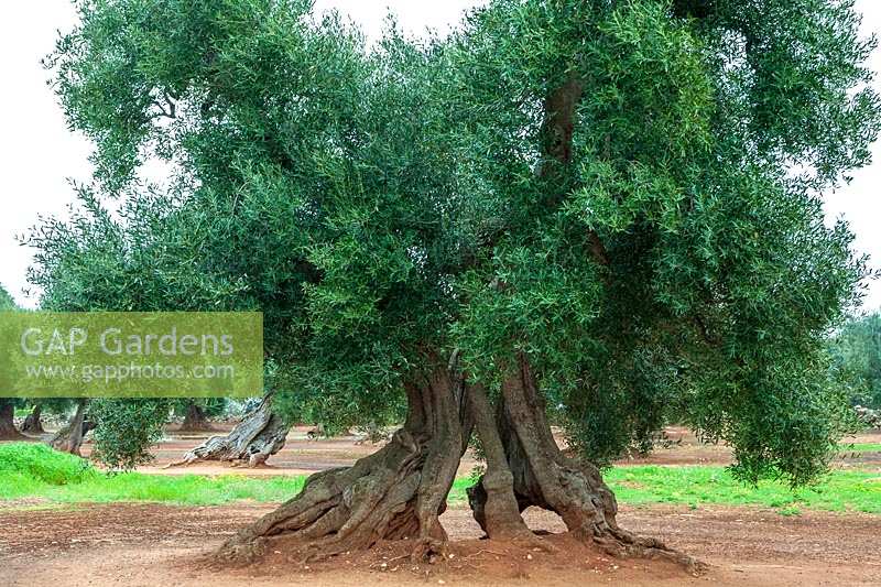 Ancient gnarled olive tree in Puglia, Italy