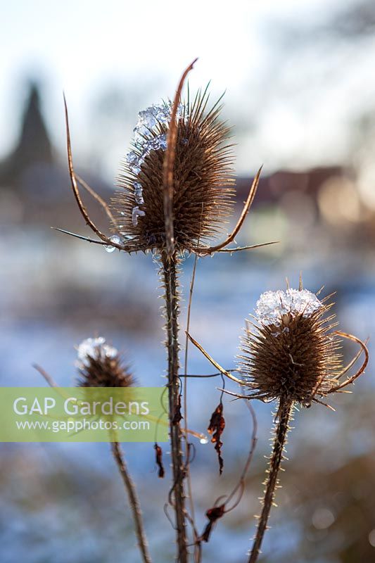 Teasel seedheads in garden in mid winter