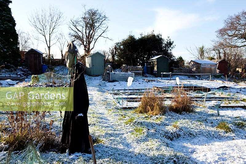 Allotment on cold and snowy winter's day. Scarecrow