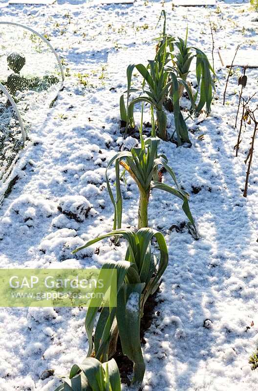 Allotment on cold and snowy winter's day. Over winter Leeks