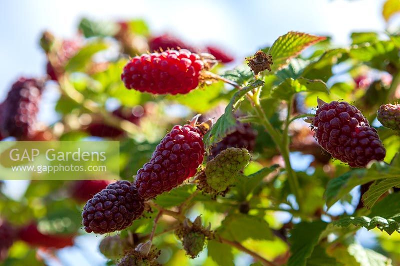 Logan berries