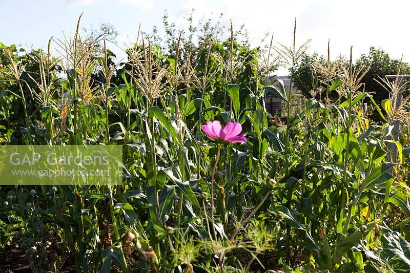 Sweet Corn ( Maize ) growing on allotment with one pink Cosmos flower