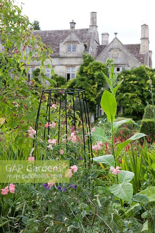 Agriframes plant support in Barnsley House Garden with Sweet Pea