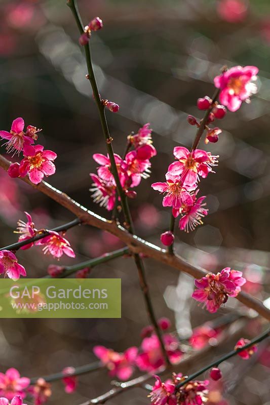 Prunus ( Cherry ) blossom in early spring