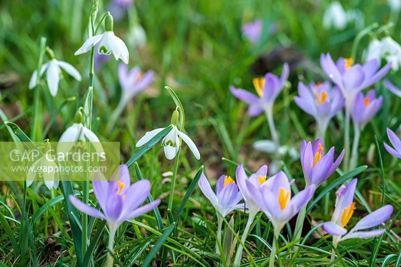 Galanthus nivalis ( Snowdrop ) and Crocus in lawn grass