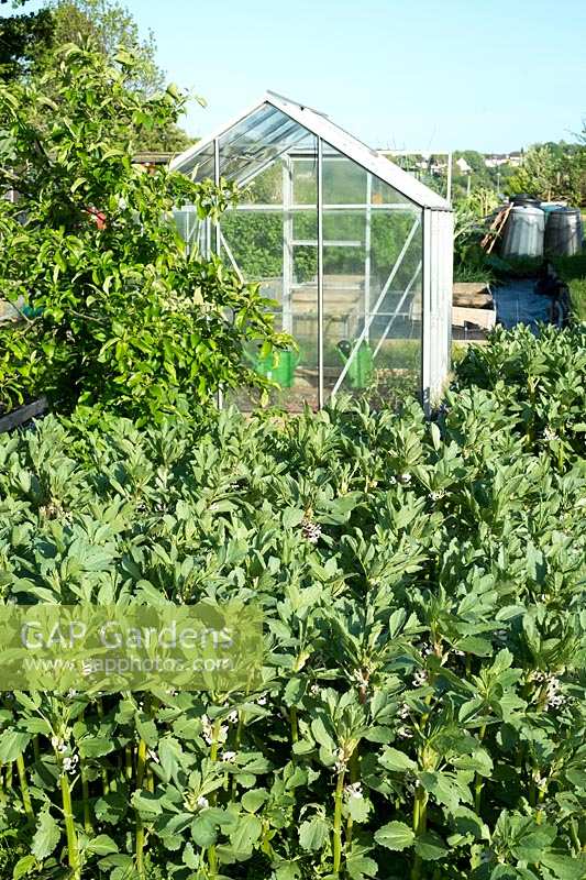 Allotment vegetable garden, Broad bean patch