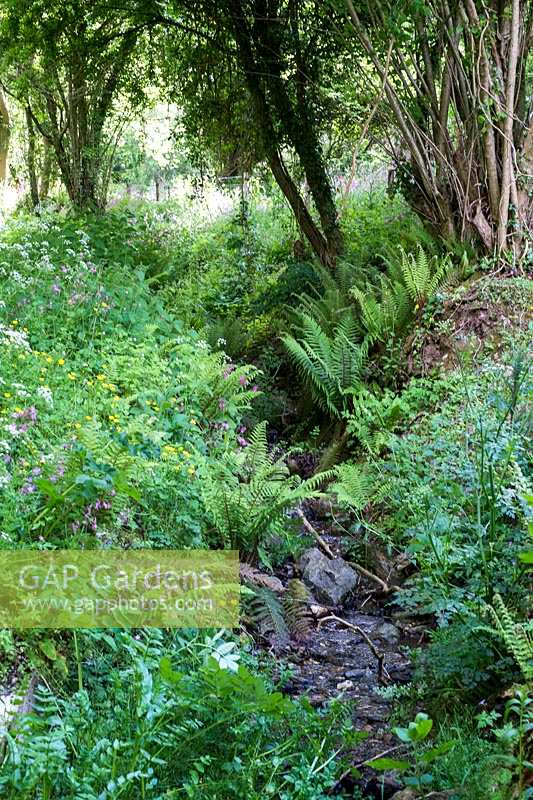 Shady ditch alongside country lane, filled with wildflowers and ferns, Holset, South Devon