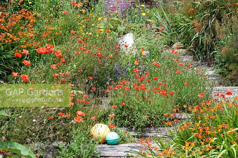 Railway sleeper steps in Coastal seaside garden with wildflowers and annuals, Devon
