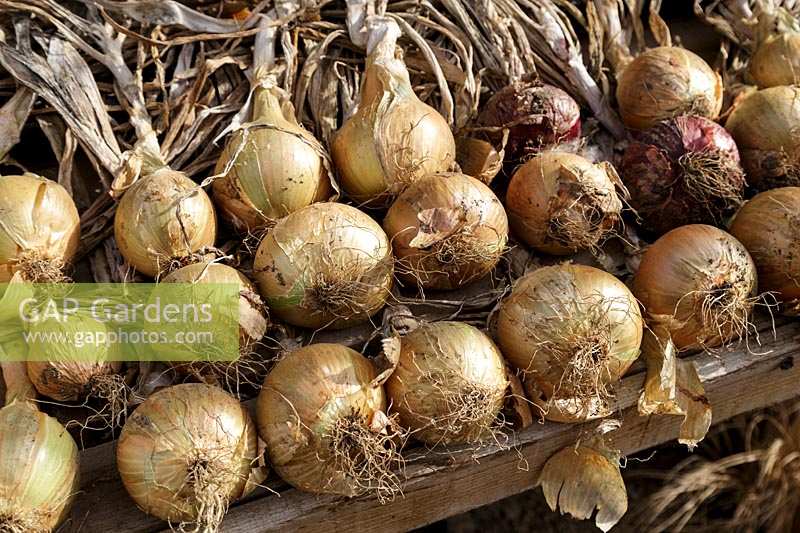 Onions drying in late summer