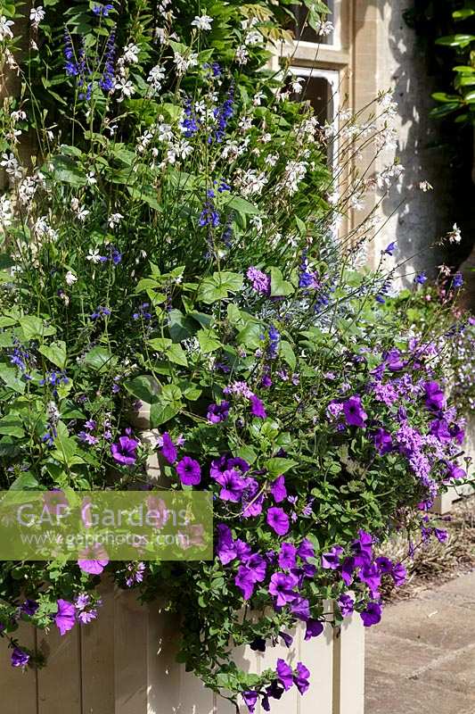 Cotswold Wildlife Park gardens, Summer container with Petunias and Salvia, blue and white