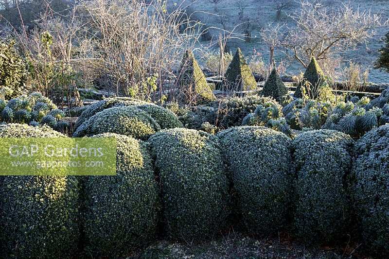 Topiary in Frosty winter morning at Hanham Court Gardens, Bristol