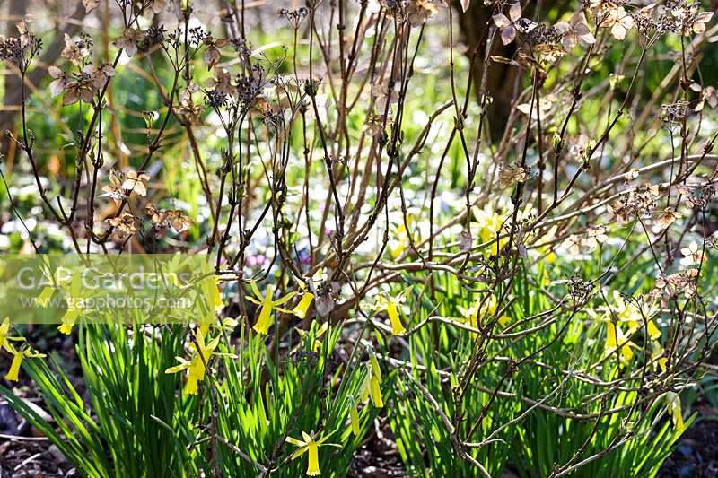 Hydrangea seed heads in spring border with daffodils beneath