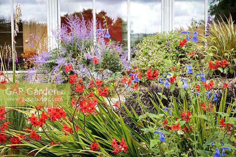 Derry Watkins' garden at Special Plants near Marshfield, Bath, UK.