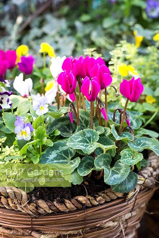 Autumn or winter container with Cyclamen and Viola