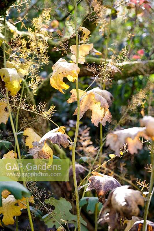 Macleya cordata, autumn foliage and seed heads