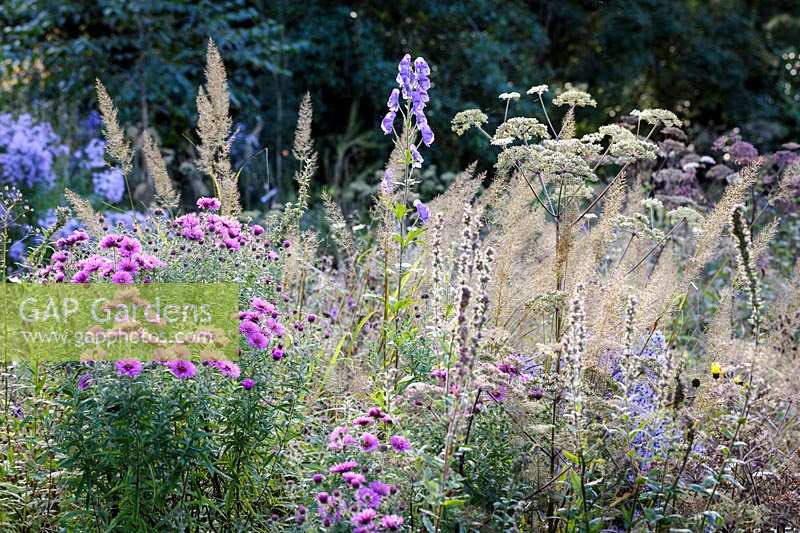 The Garden House, Devon, UK. The wildflower garden with Aconitum napellus ( Monkshood ), Angelica, grasses and Asters