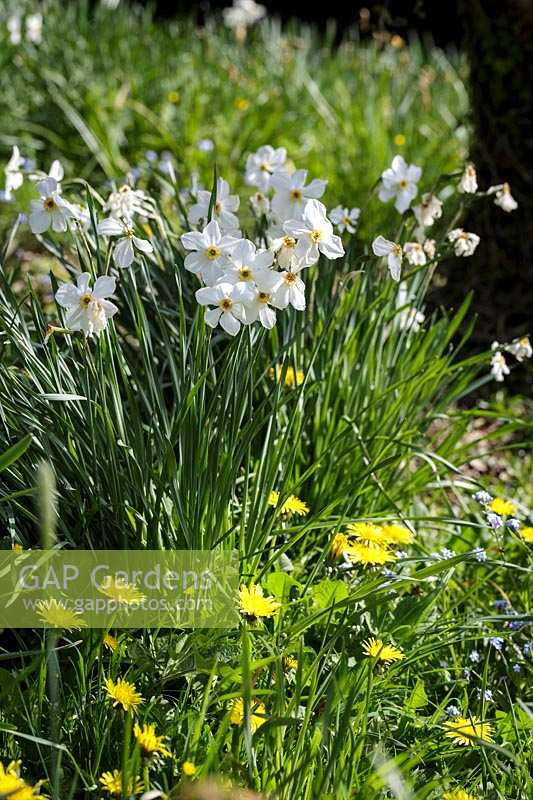 White 'Pheasants Eye' Daffodils in long grass with Dandelions