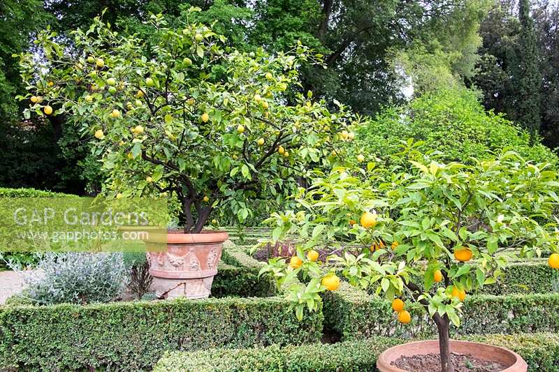 Parterre area with Lemon trees in pots at the garden at Palazzo Corsini, in Florence, Italy
