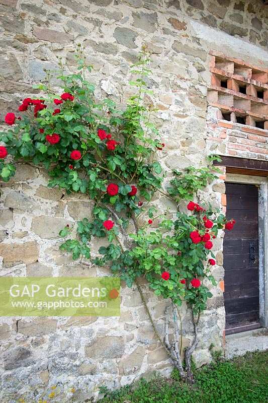 Red Roses climbing wall in Tuscany, Italy