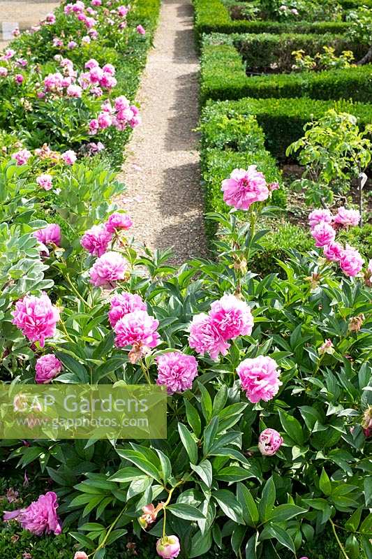 Pink Peonies at the Boboli Gardens, Florence, Italy