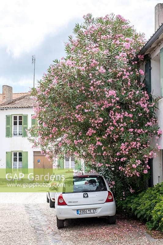 Oleander bush outside house in La Flotte, Ile De Re. Poitou-Charentes, France.
