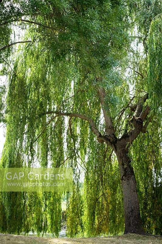 Salix babylonica, weeping willow