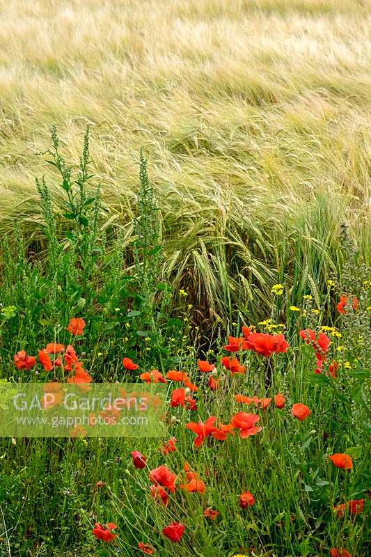 Papaver rhoeas, poppy at the side of a farmer's field, Devon