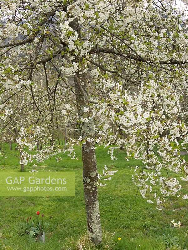 Northern Tuscany, Italy, spring. white Blossom in fruit tree in the Appenines