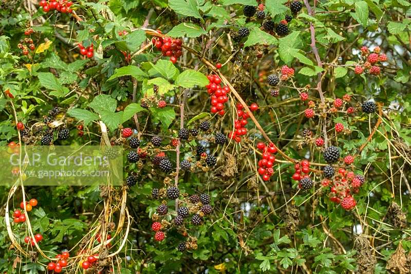 autumnal hedgerow with blackberries