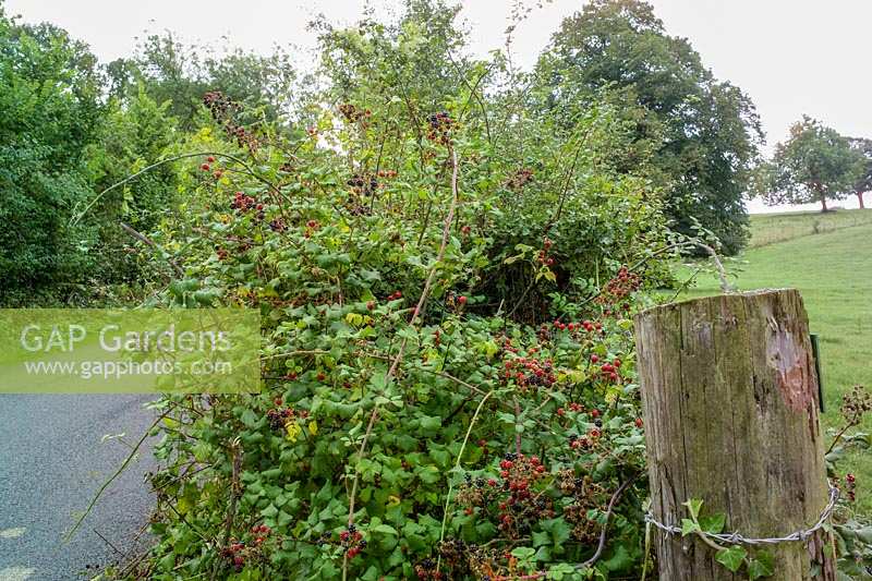 autumnal hedgerow with blackberries, Old Mans Beard ( Clematis seedheads )