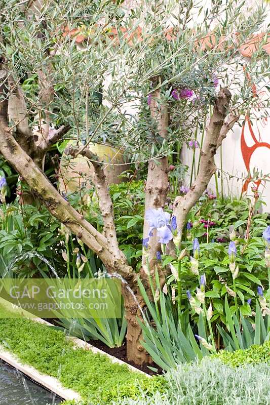 Chelsea Flower Show 2006, London, UK. 'Dias Vagos' ( Lazy Days ) ( des. Jeffery Hewitt ) small contemporary mediterranean garden
