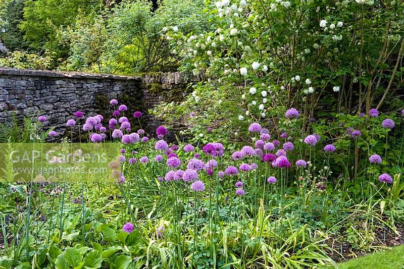 Cerney House Gardens, Gloucestershire, UK. ( Sir Michael and Lady Angus ) Walled kitchen garden, Allium aflatunense in drifts, Viburnum opulus behind