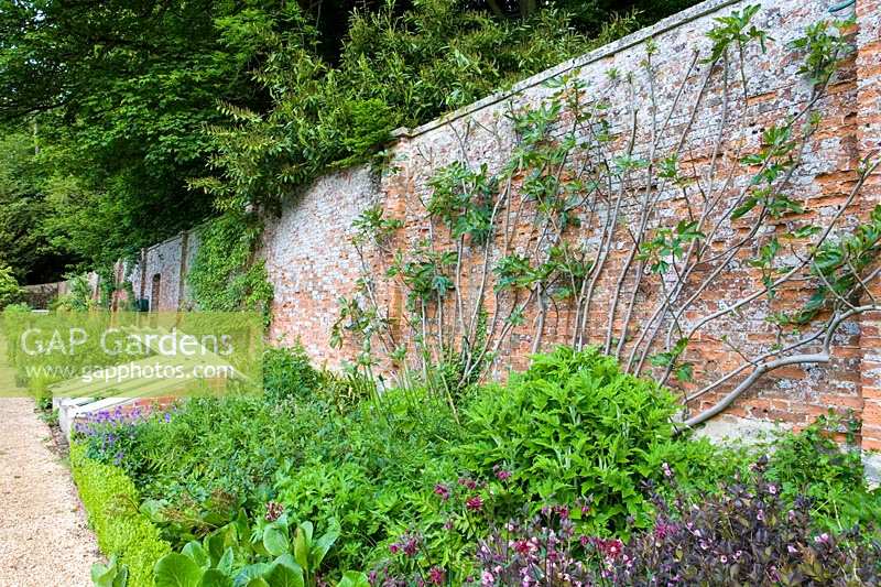 Cerney House Gardens, Gloucestershire, UK. ( Sir Michael and Lady Angus ) Walled kitchen garden with trained fruit trees