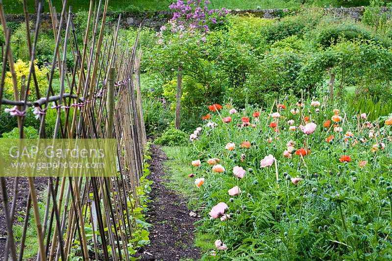 Cerney House Gardens, Gloucestershire, UK. ( Sir Michael and Lady Angus ) Walled kitchen garden, line of bamboo canes for runner beans