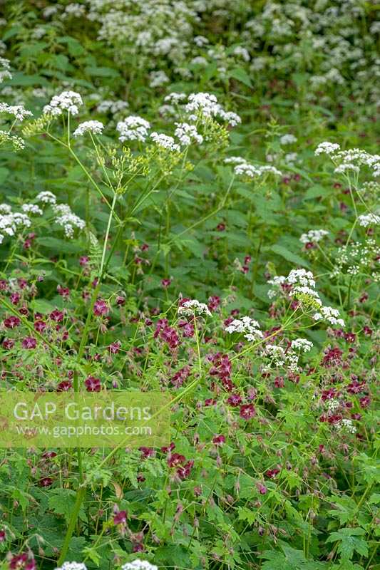 Cow Parsley and Mourning Widow ( Anthriscus sylvestris and geranium phaeum )