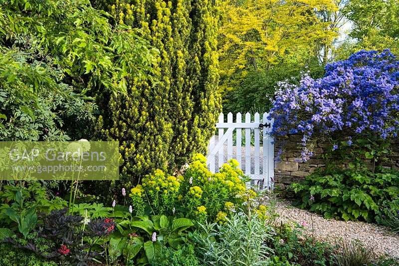 Bullock Horn Cottage, Wilts, UK ( des. Liz Legge ) small, contemporary cottage garden in early summer white picket gate