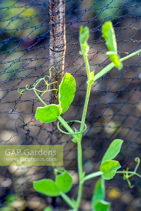 Sweet Pea climbing netted bamboo support