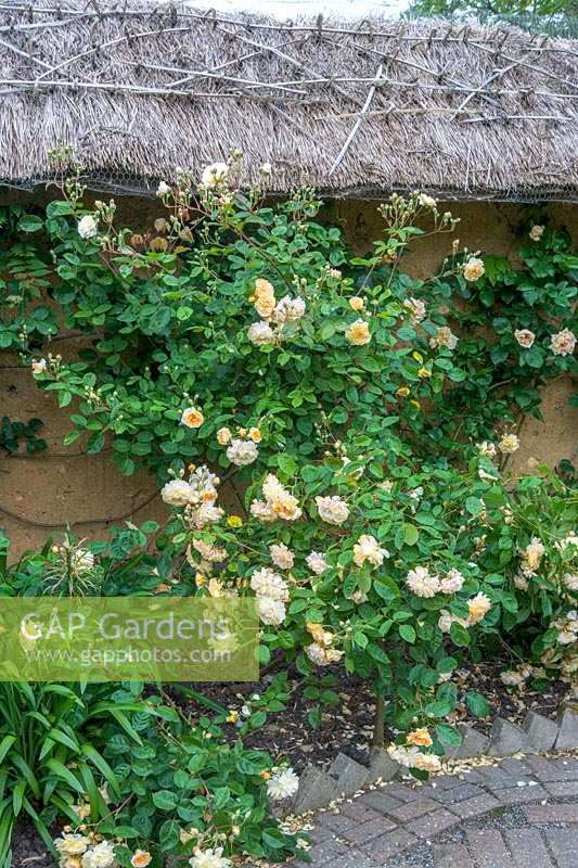Caervallack, Cornwall, UK. ( McClary/Robinson ) Artists garden in summer, Rosa 'Buff Beauty'
