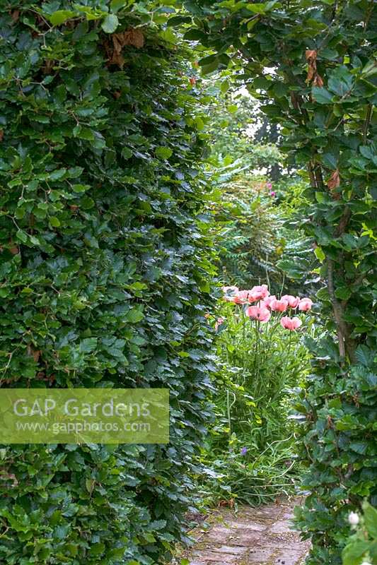 Caervallack, Cornwall, UK. ( McClary/Robinson ) Artists garden in summer, view through Beech arch with Oriental Poppies