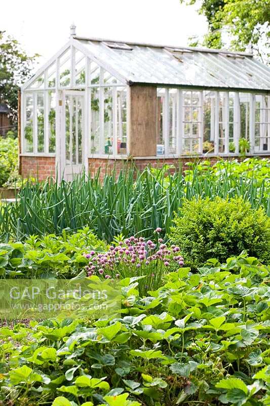 Caervallack, Cornwall, UK. ( McClary/Robinson ) Artists garden in summer, the vegetable garden, greenhouse
